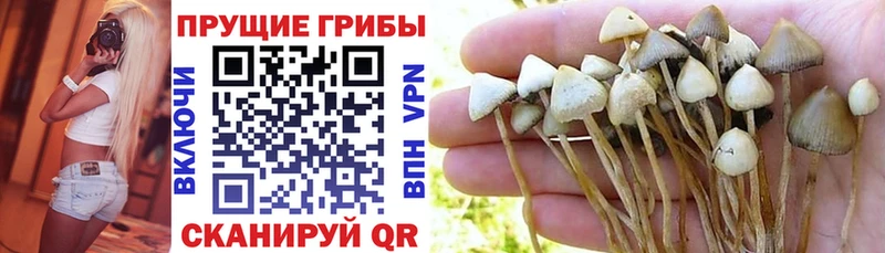 Псилоцибиновые грибы Psilocybe  цены   гидра как зайти  Арск 